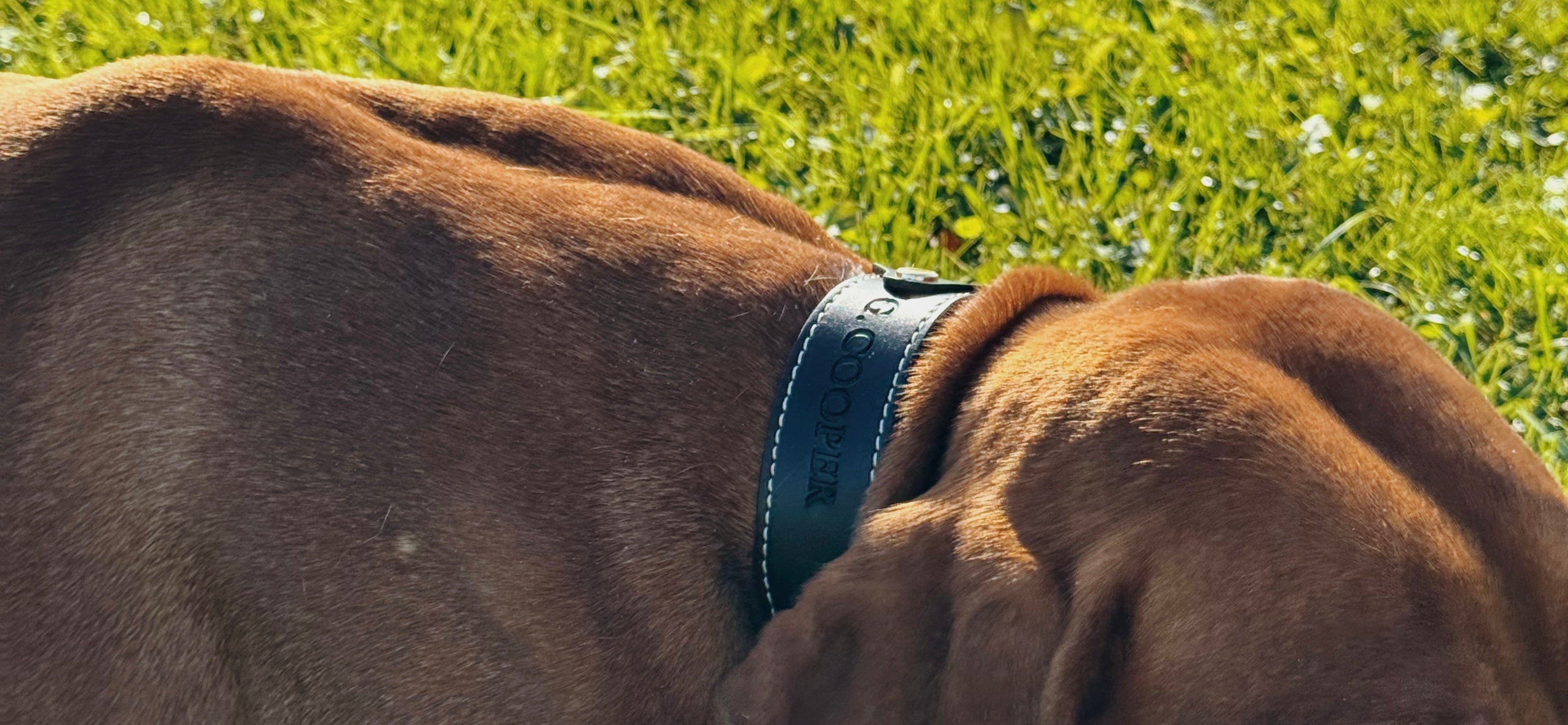 BENEFICIOS DE LOS COLLARES AIRTAG PARA TU PERRO