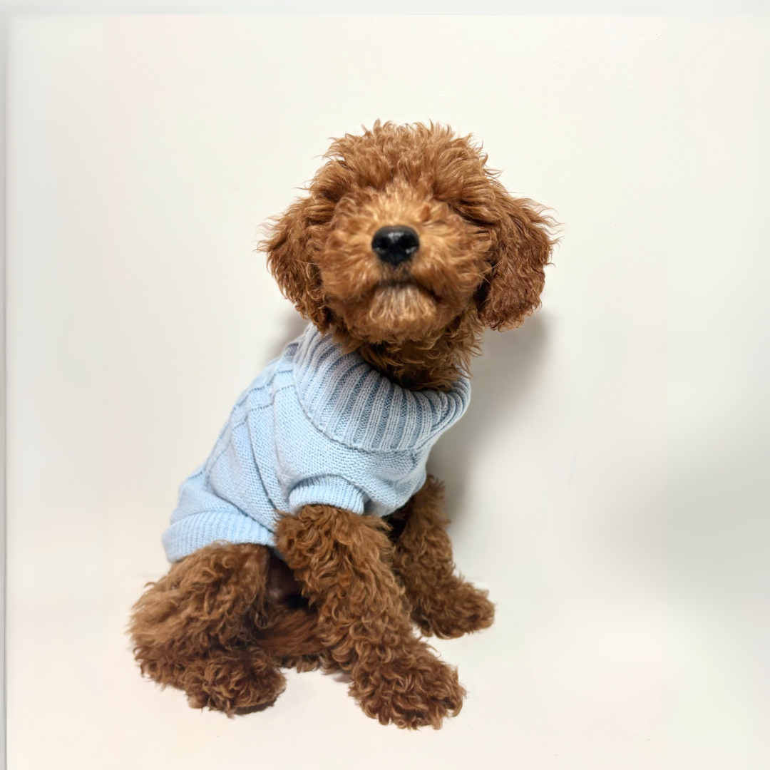 Jersey Llanes - Golden Cooper