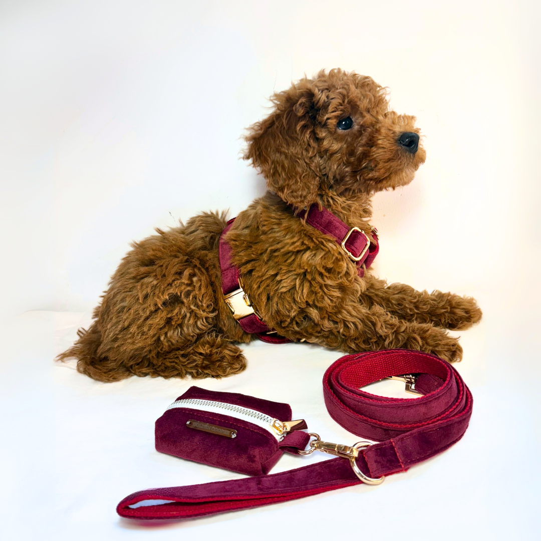 Conjunto Velvet® - Arnés, porta bolsas y correa. - Golden Cooper