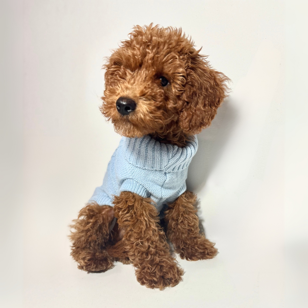 Jersey Llanes - Golden Cooper