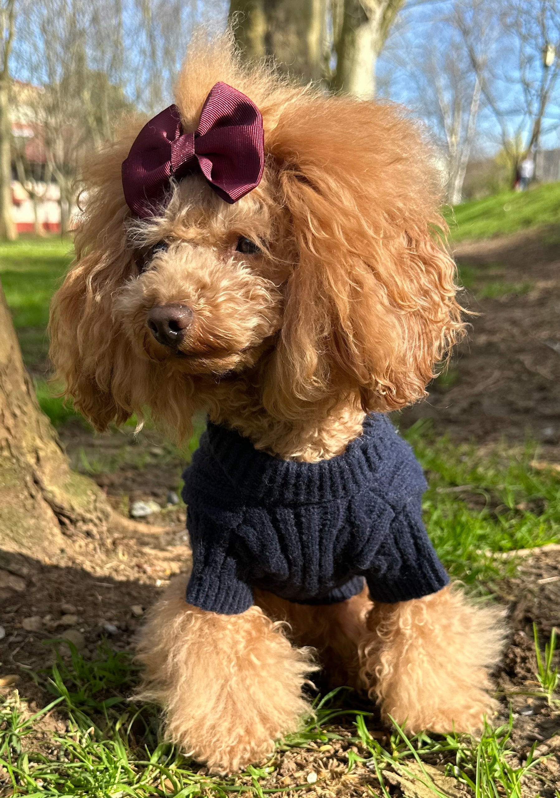 Jersey Cozy - Golden Cooper
