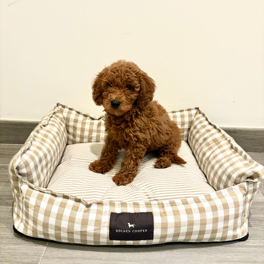 Cama de Verano - Golden Cooper