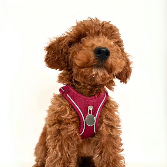 Arnés Transpirable - Golden Cooper