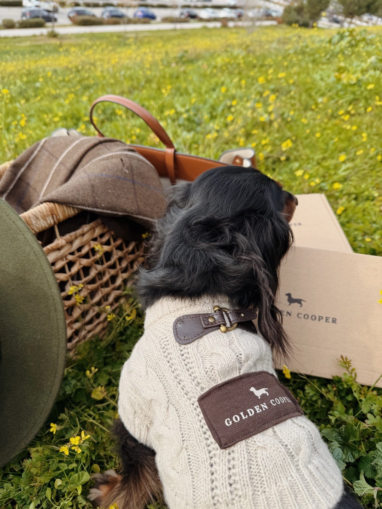 Jersey Cozy - Golden Cooper