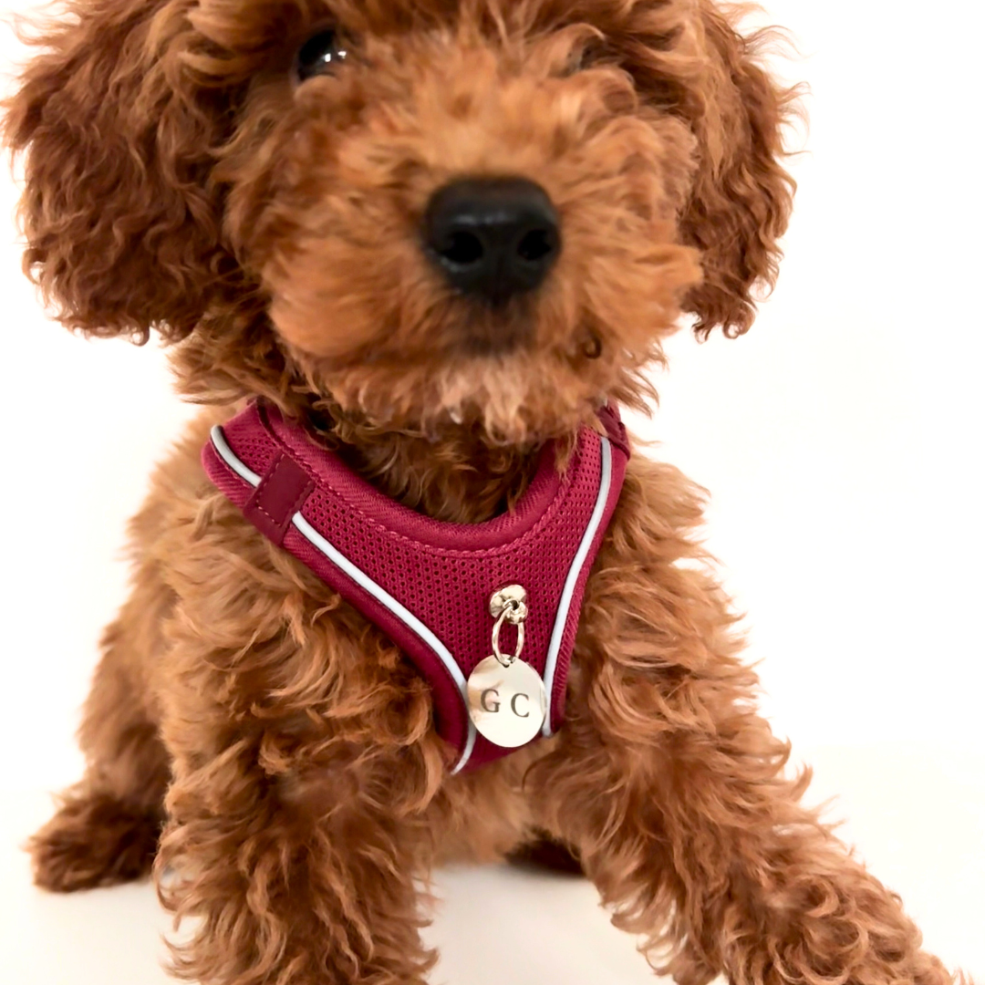 Arnés Transpirable - Golden Cooper