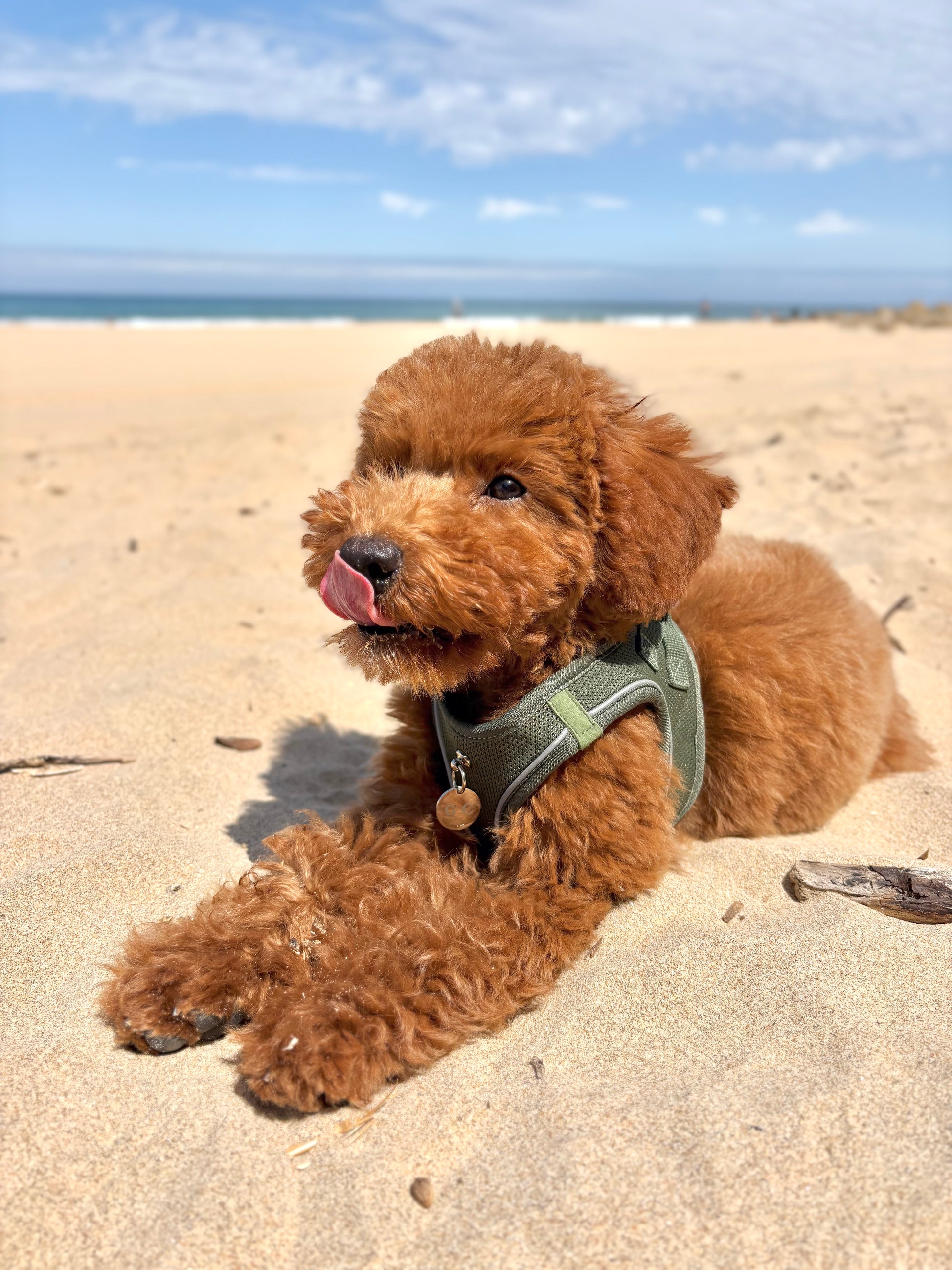 Arnés Transpirable - Golden Cooper