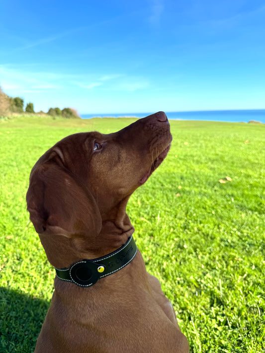 Collar negro Airtag - Golden Cooper