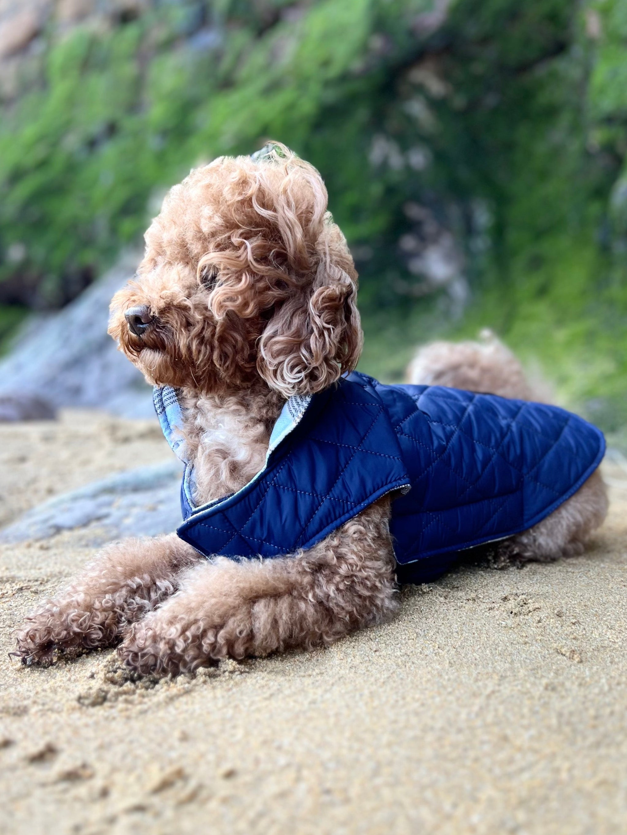 Cómo fortalecer las articulaciones de tu perro y prevenir problemas de vejez