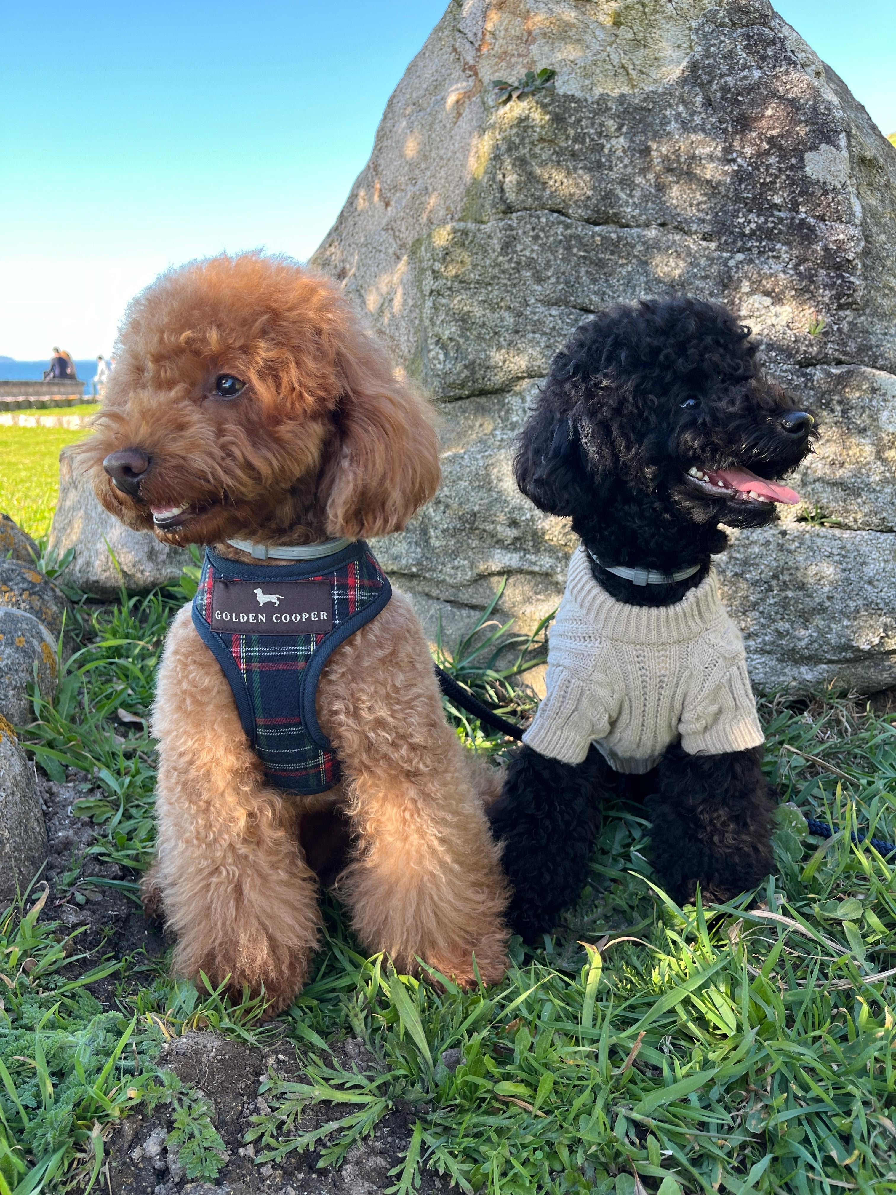 Microbiota feliz, perro feliz: mejora su salud desde el estómago