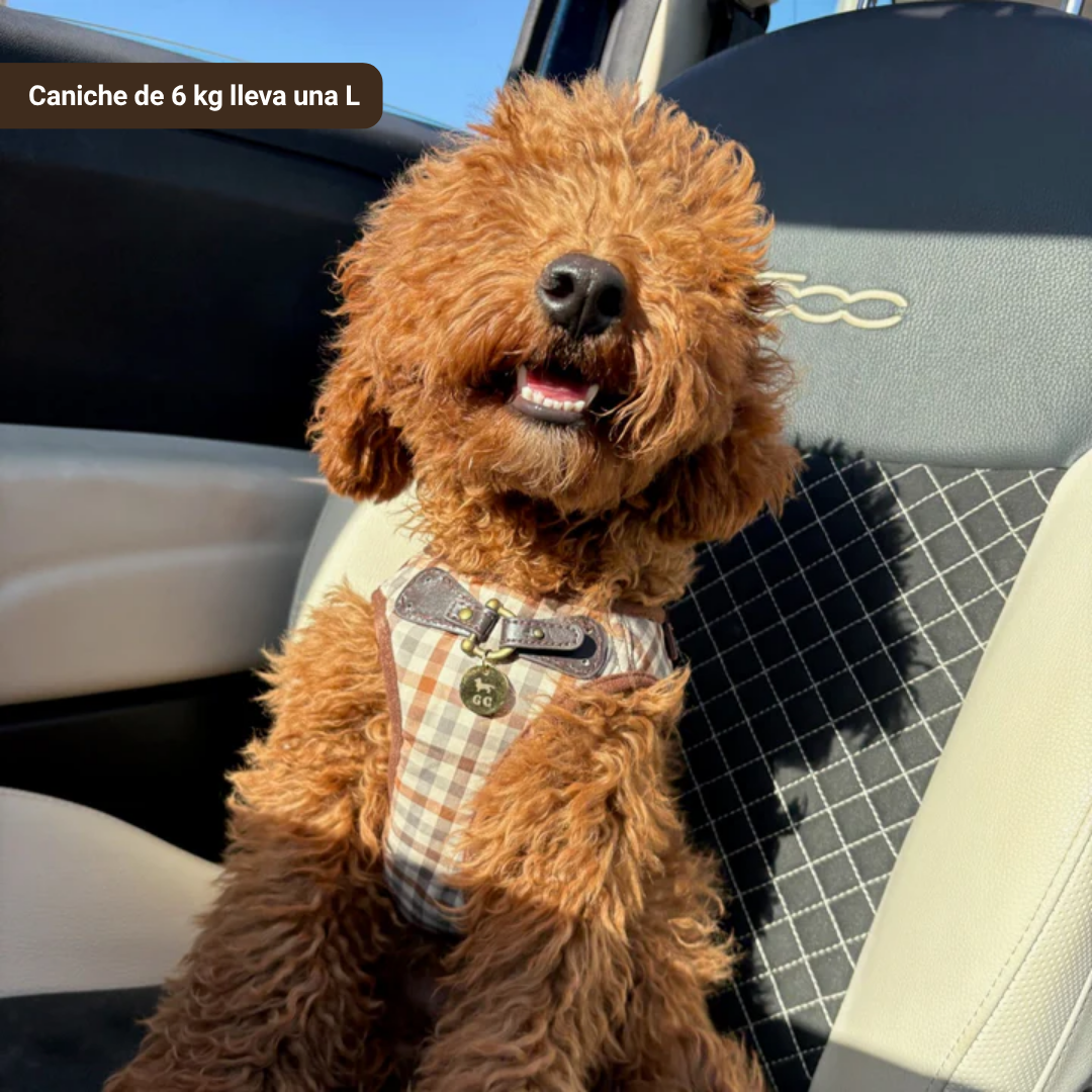 Arnés Benirrás con correa - Golden Cooper