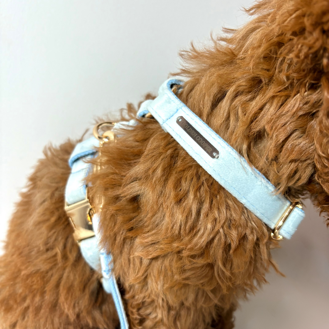 Conjunto Velvet® - Arnés, porta bolsas y correa. - Golden Cooper