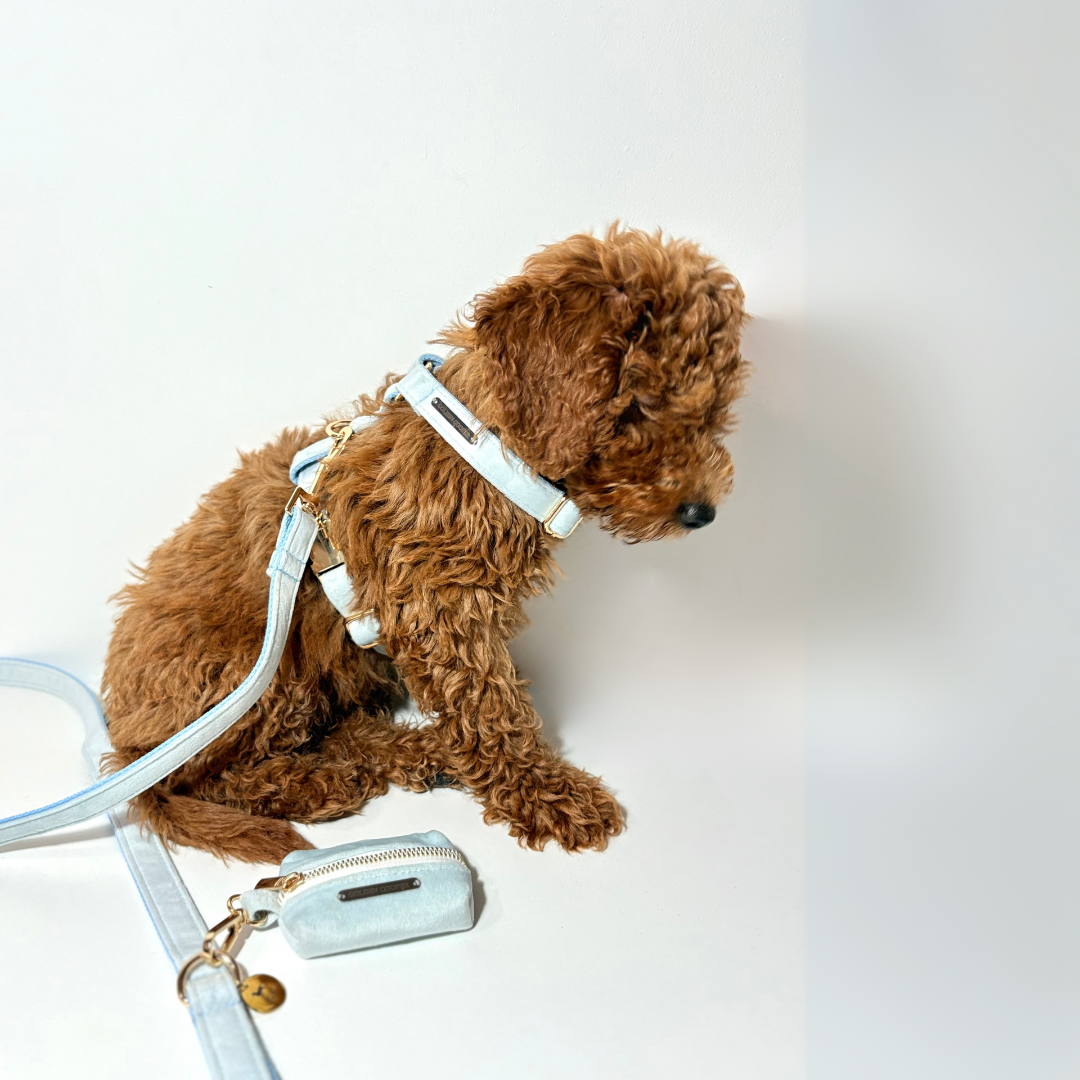 Conjunto Velvet® - Arnés, porta bolsas y correa. - Golden Cooper