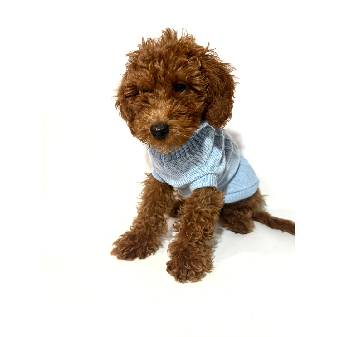 Jersey Llanes - Golden Cooper