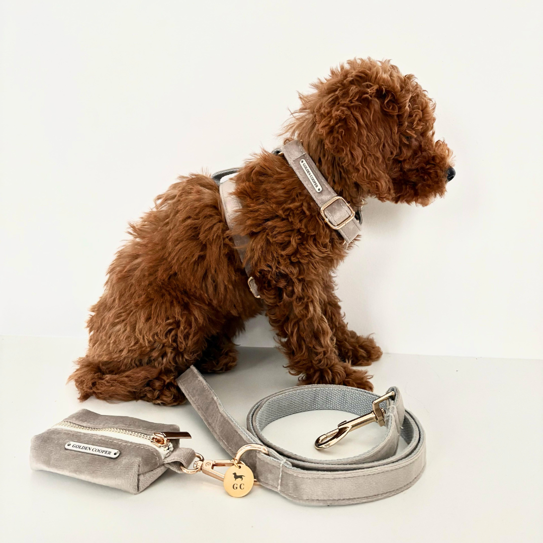 Conjunto Velvet® - Arnés, porta bolsas y correa. - Golden Cooper