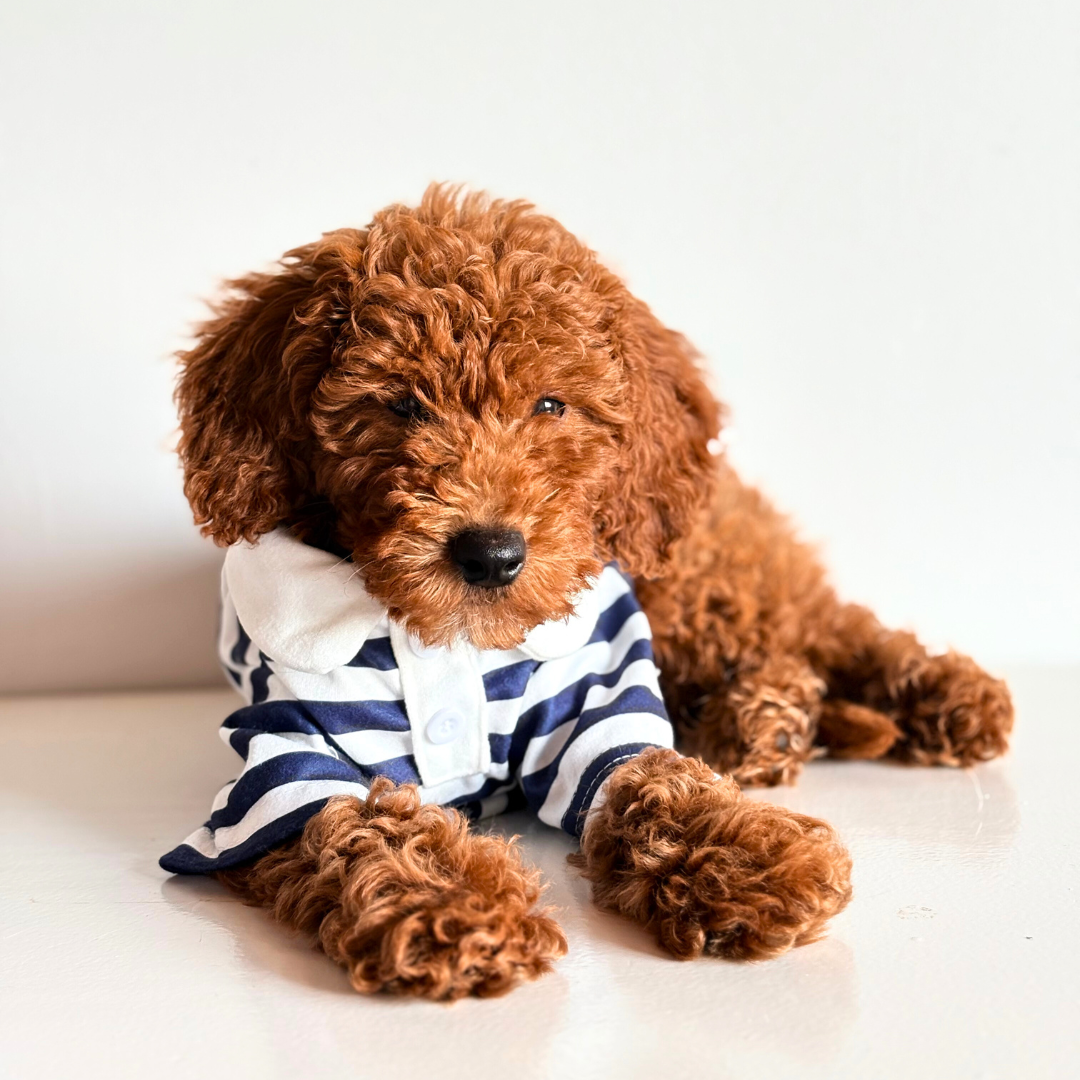 Polo marinero - Golden Cooper