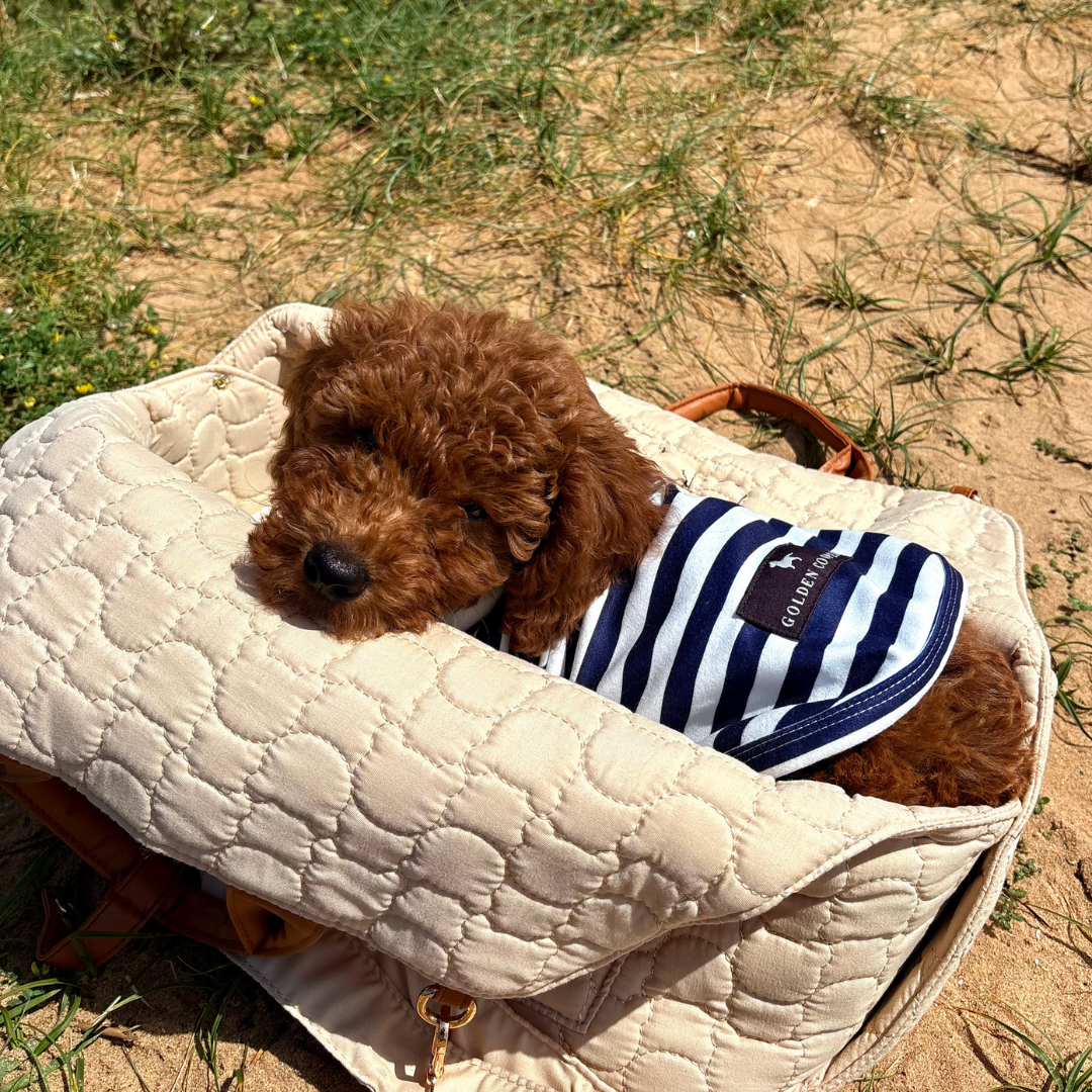 Polo marinero - Golden Cooper