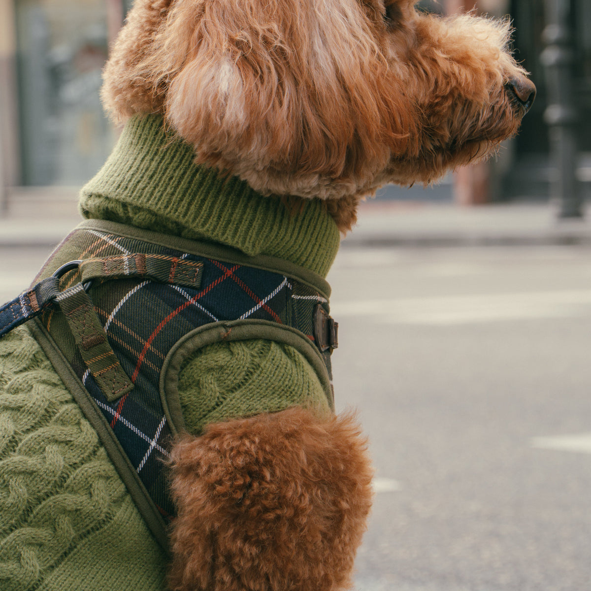 Jersey Vendome - Golden Cooper