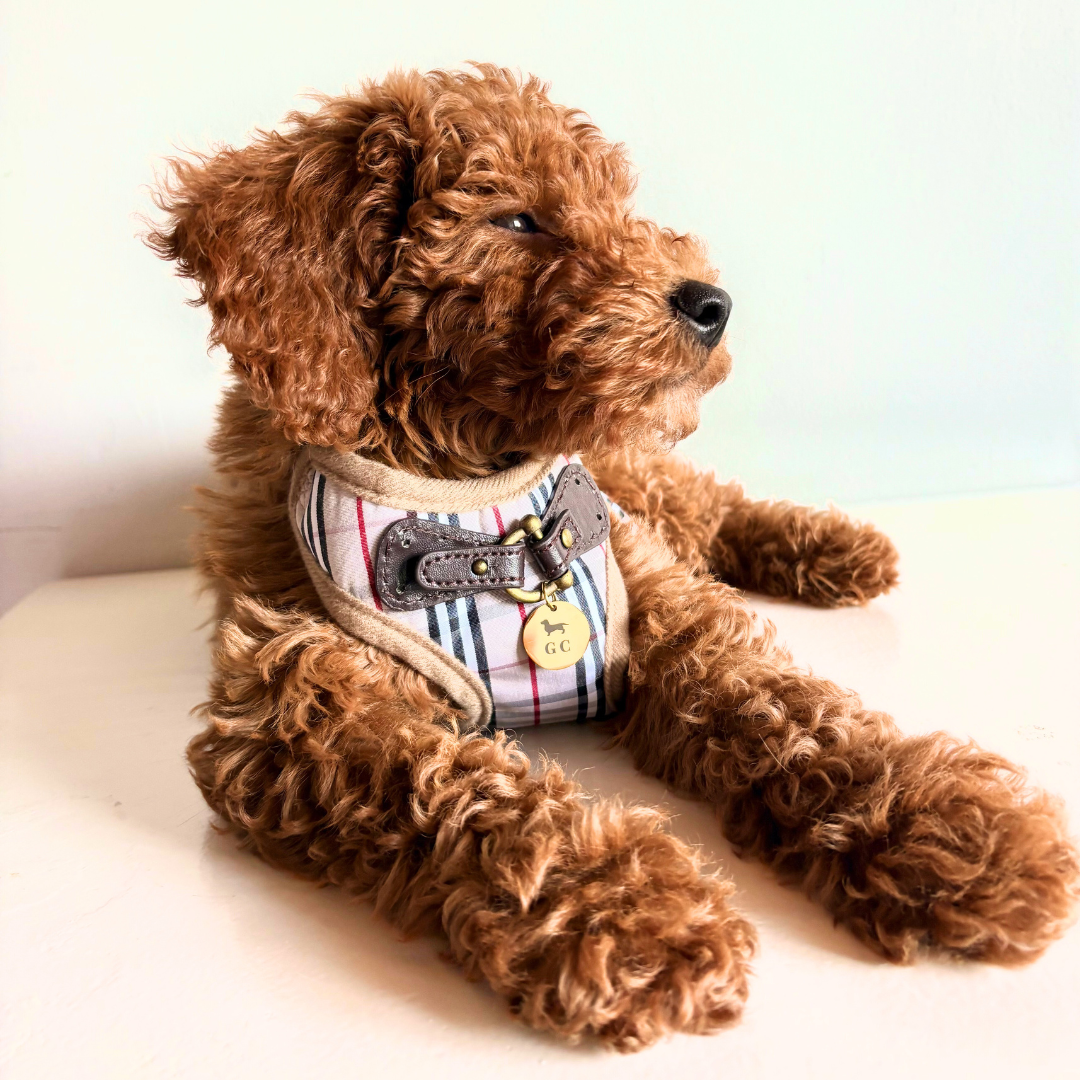 Arnés Milán - Golden Cooper