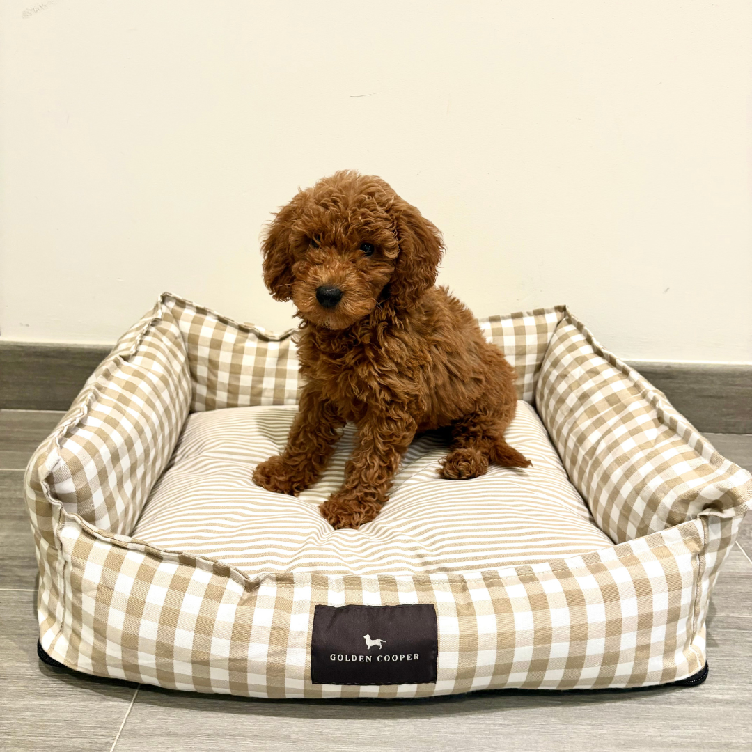 Cama de Verano - Golden Cooper