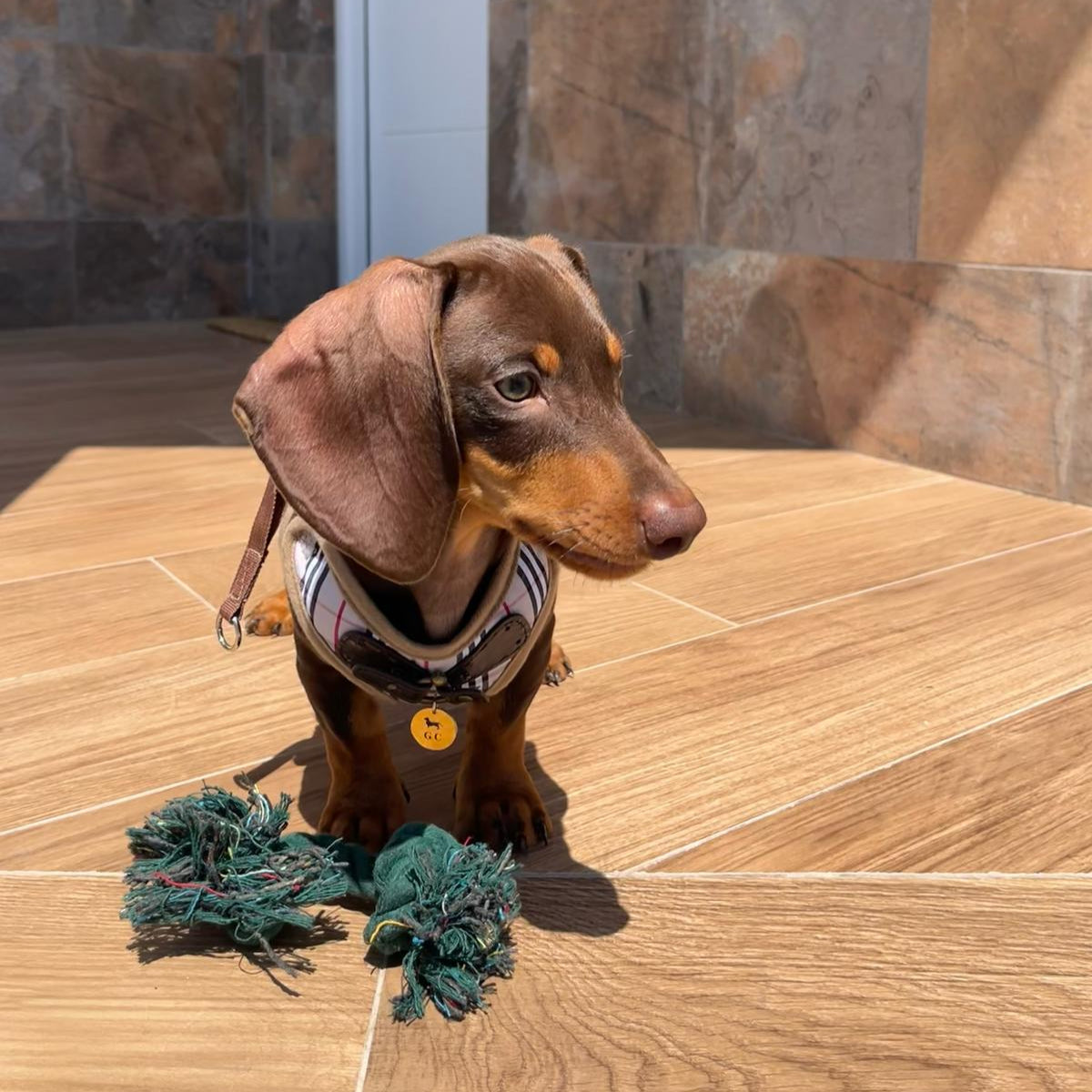 Arnés Milán - Golden Cooper