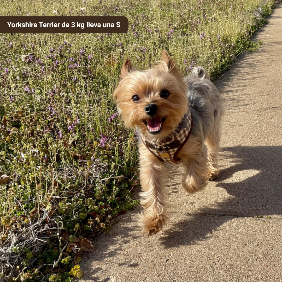 Arnés Benirrás con correa - Golden Cooper