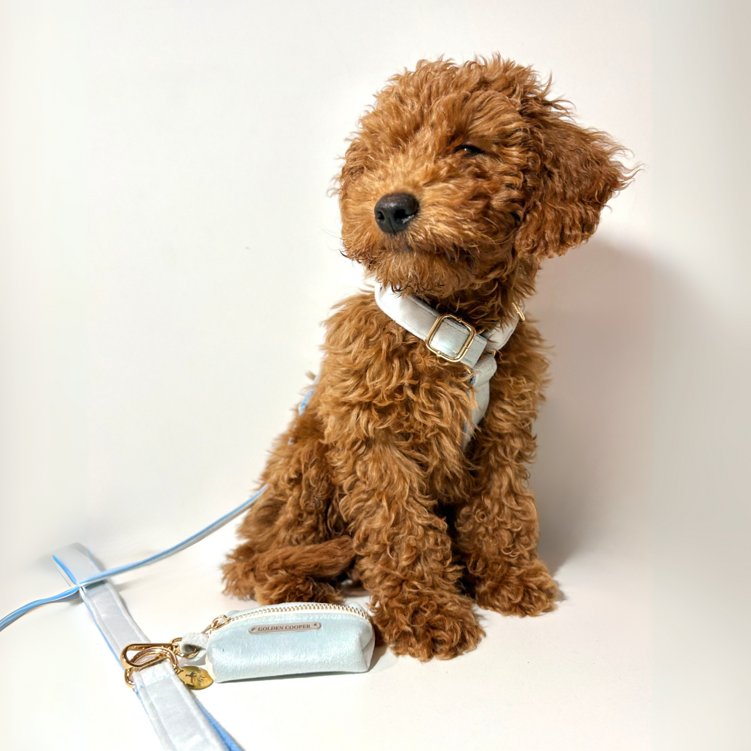 Conjunto Velvet® - Arnés, porta bolsas y correa. - Golden Cooper