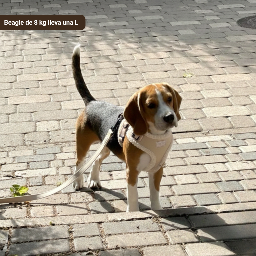 Arnés Borrego con correa - Golden Cooper