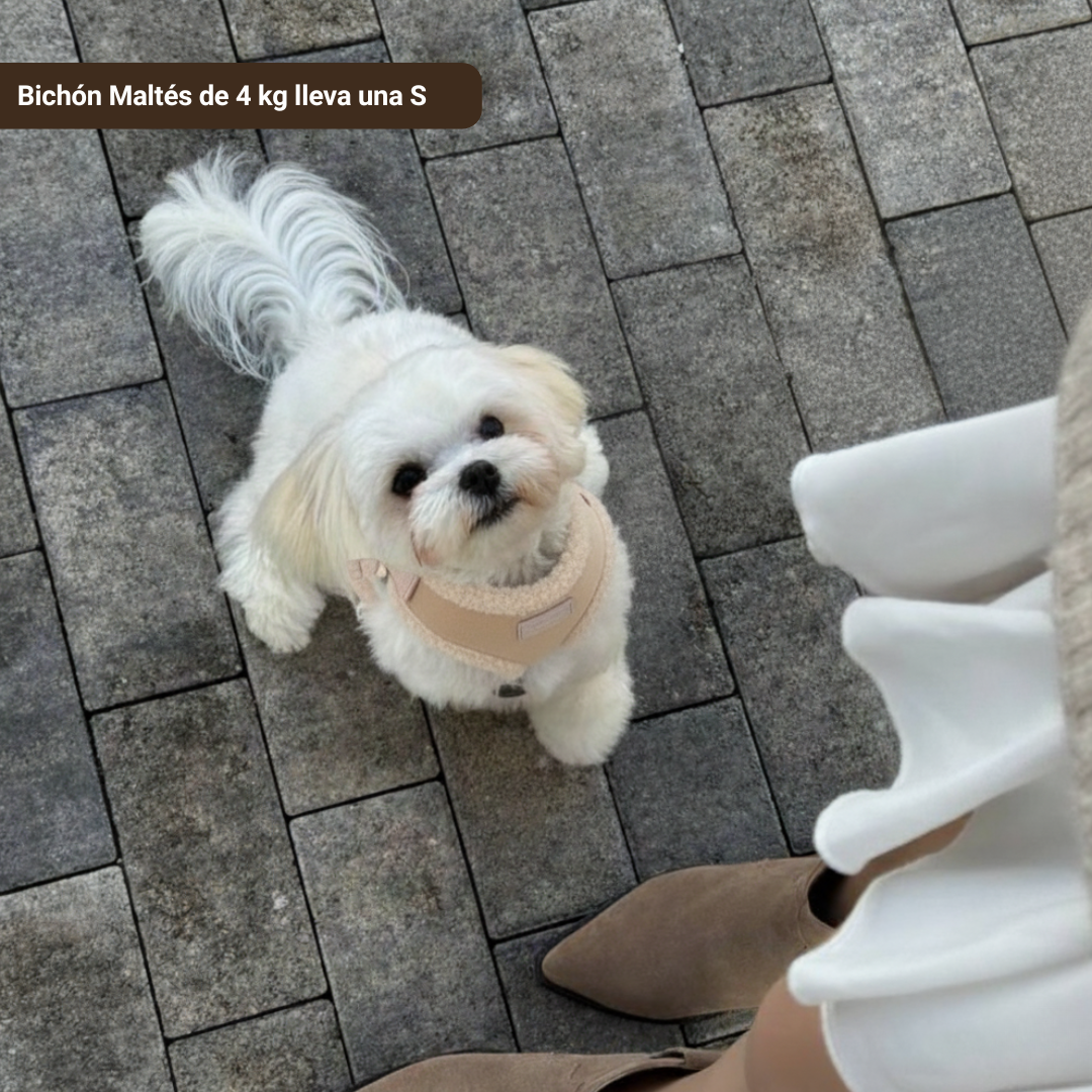 Arnés Borrego con correa - Golden Cooper