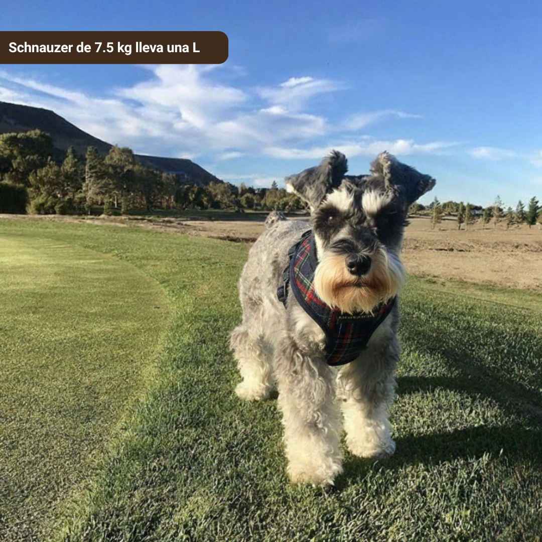 Arnés clásico escocés con correa - Golden Cooper