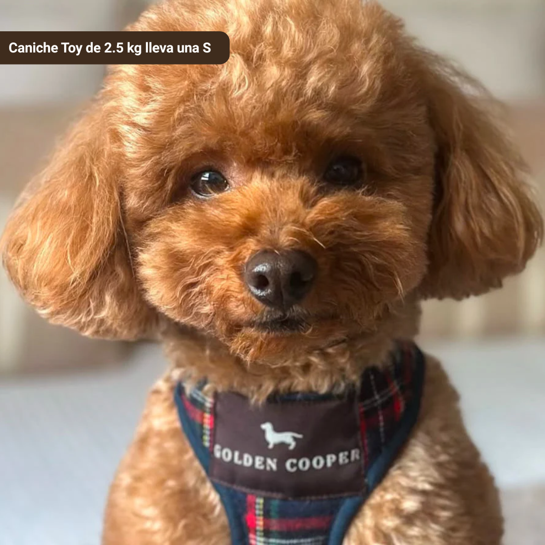 Arnés clásico escocés con correa - Golden Cooper