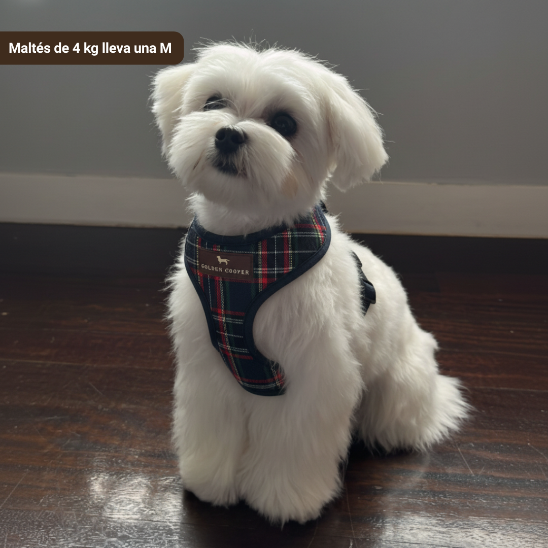 Arnés clásico escocés con correa - Golden Cooper