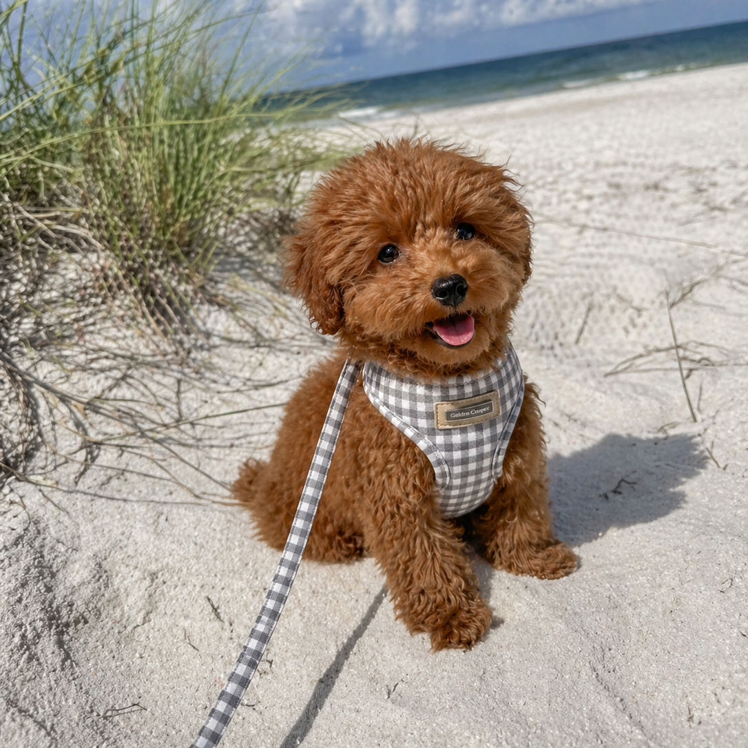 Arnés Vichy gris con correa