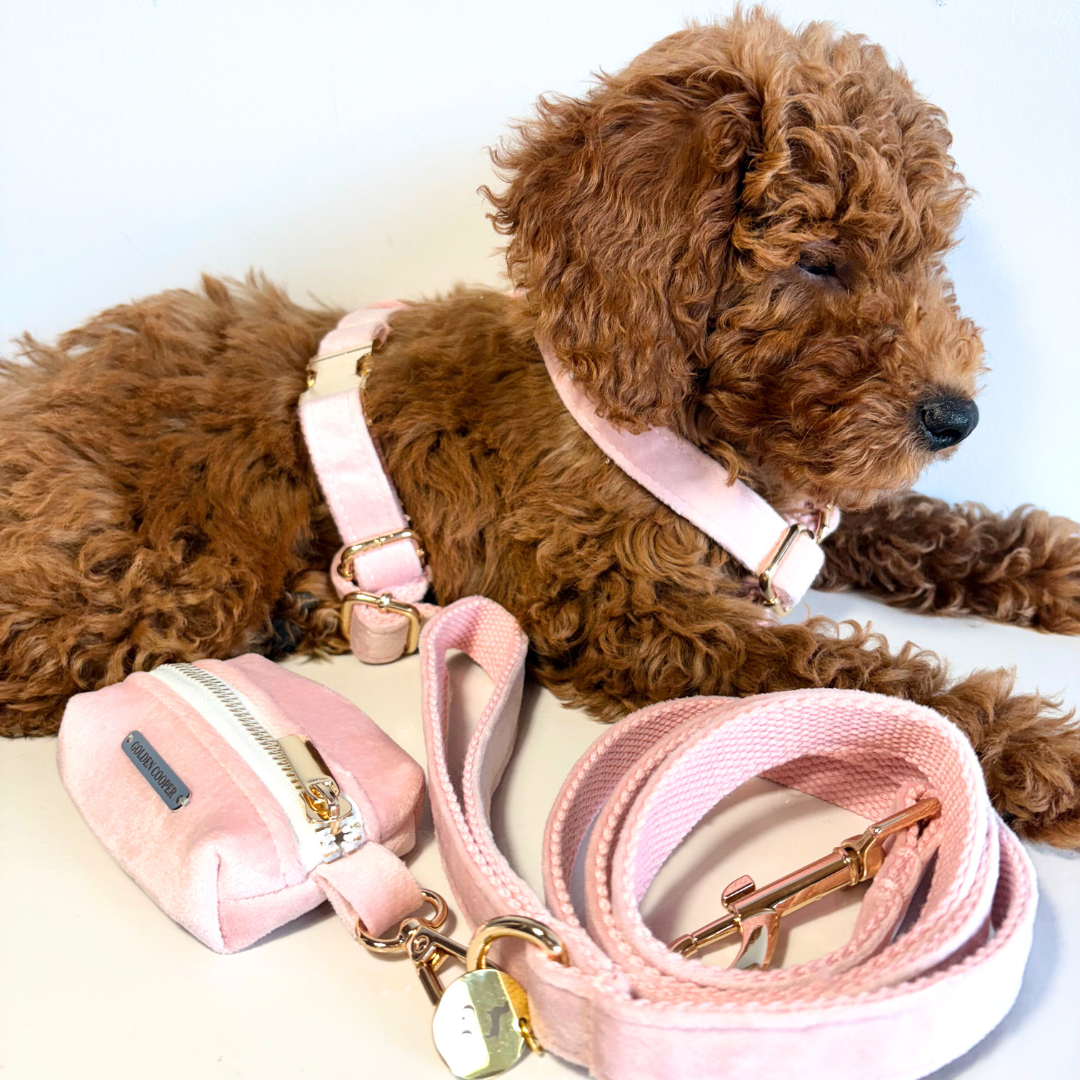 Conjunto Velvet® - Arnés, porta bolsas y correa. - Golden Cooper