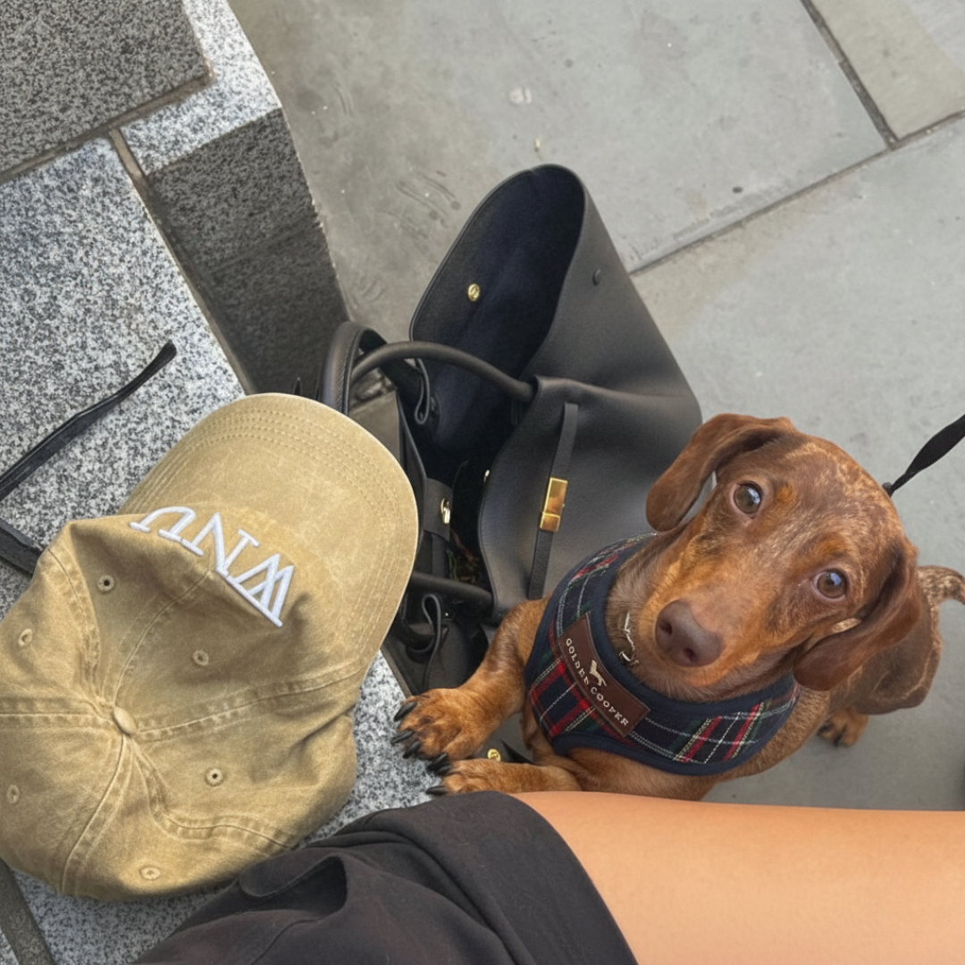 Arnés clásico escocés con correa - Golden Cooper