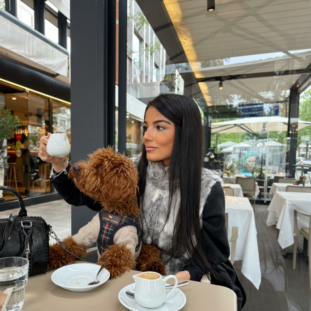 Arnés clásico escocés con correa - Golden Cooper