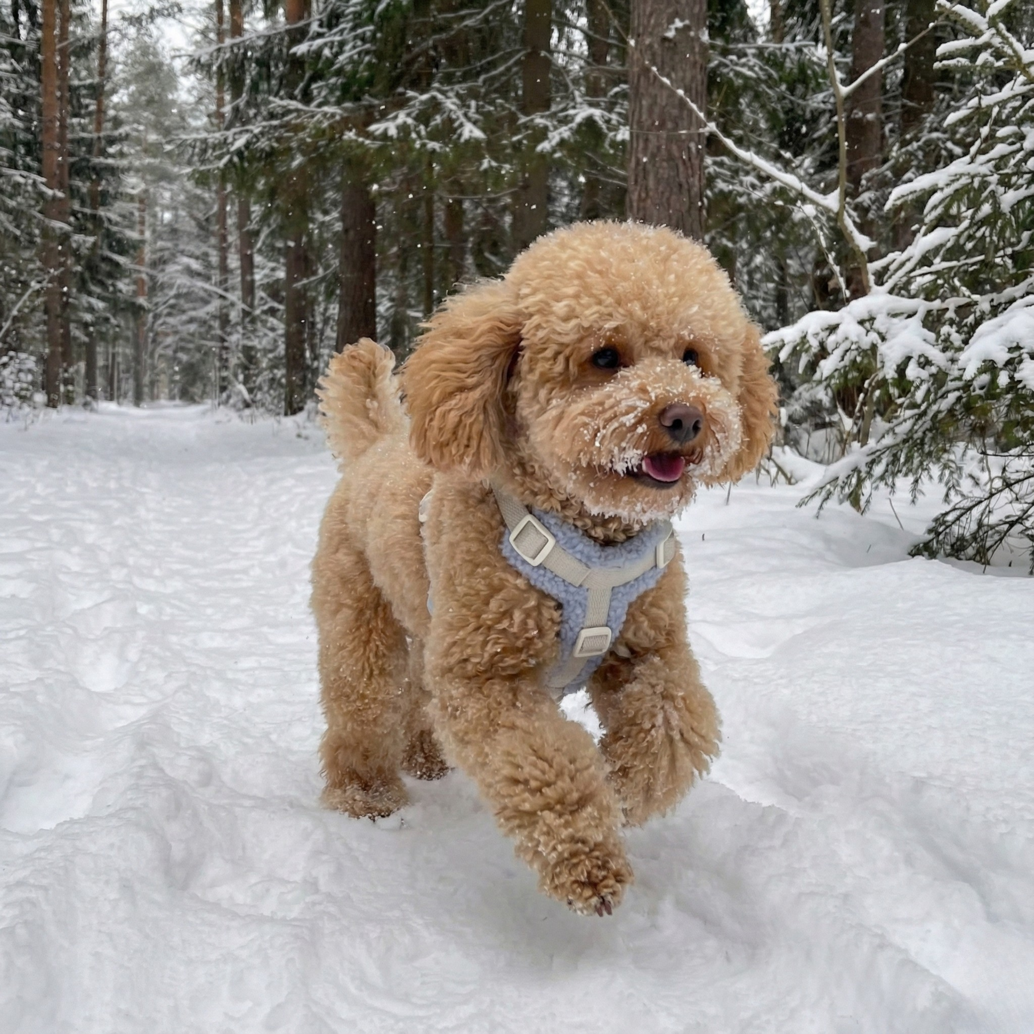 Arnés Borrego en H con correa - Golden Cooper