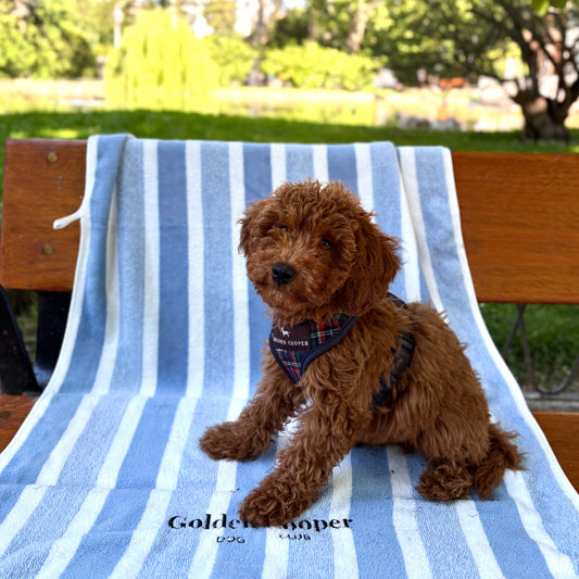 Toallas Golden Cooper