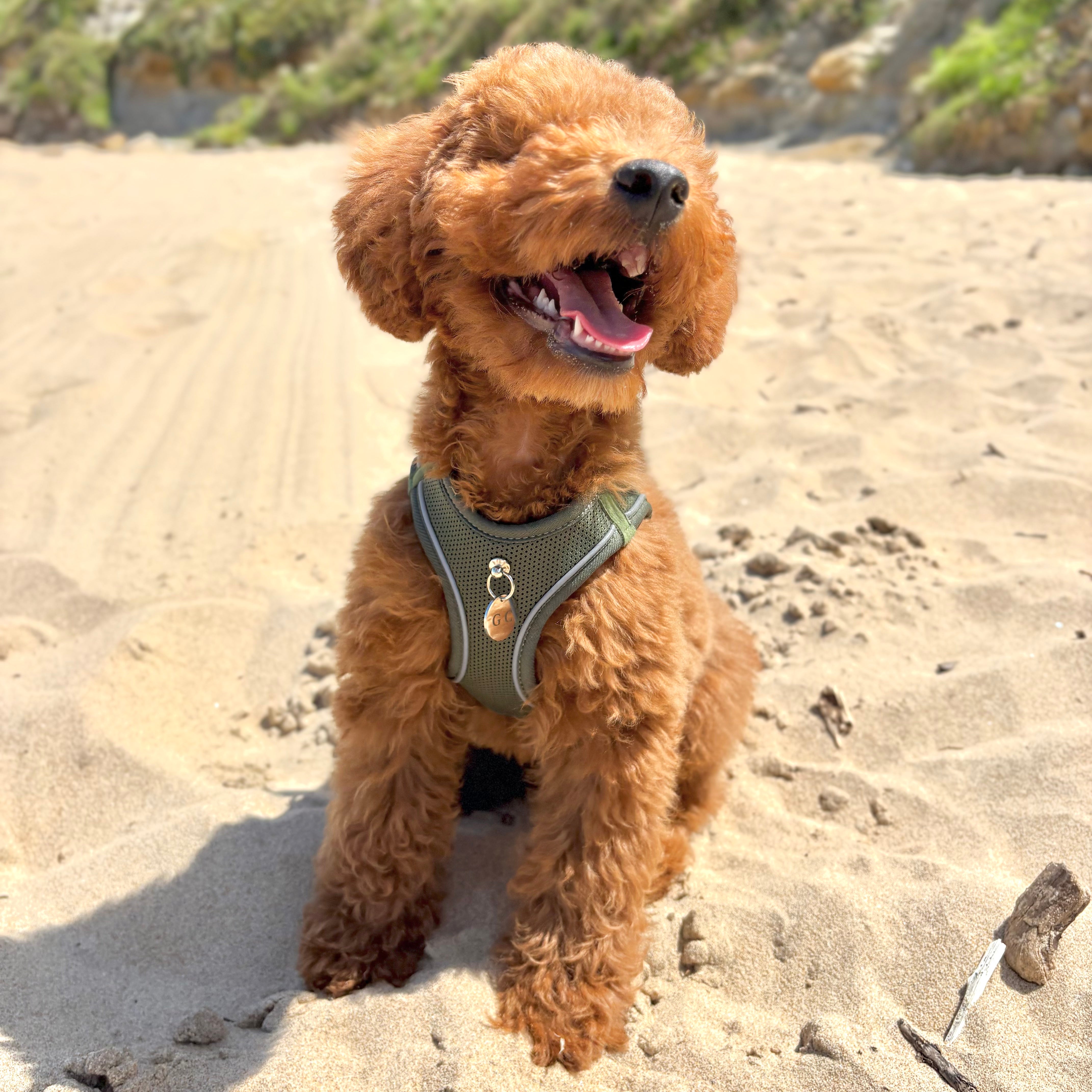 Arnés Transpirable - Golden Cooper