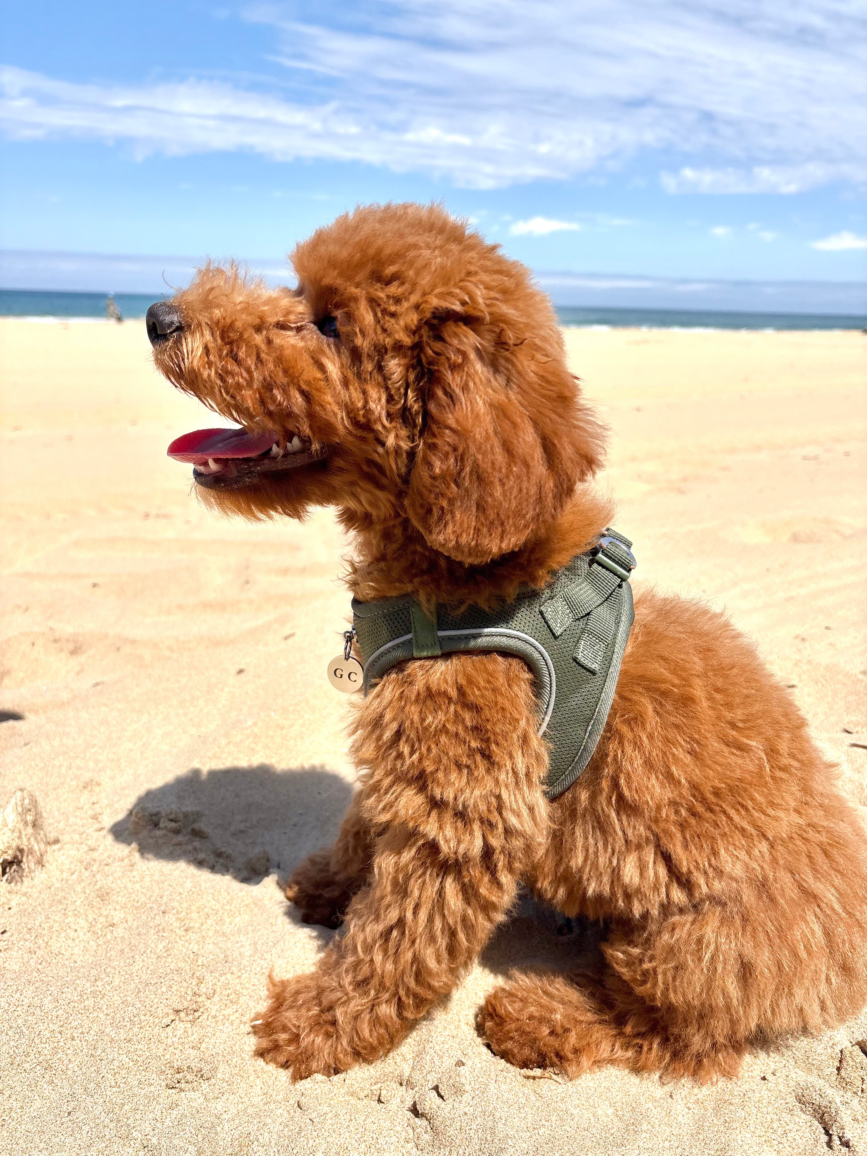 Arnés Transpirable - Golden Cooper