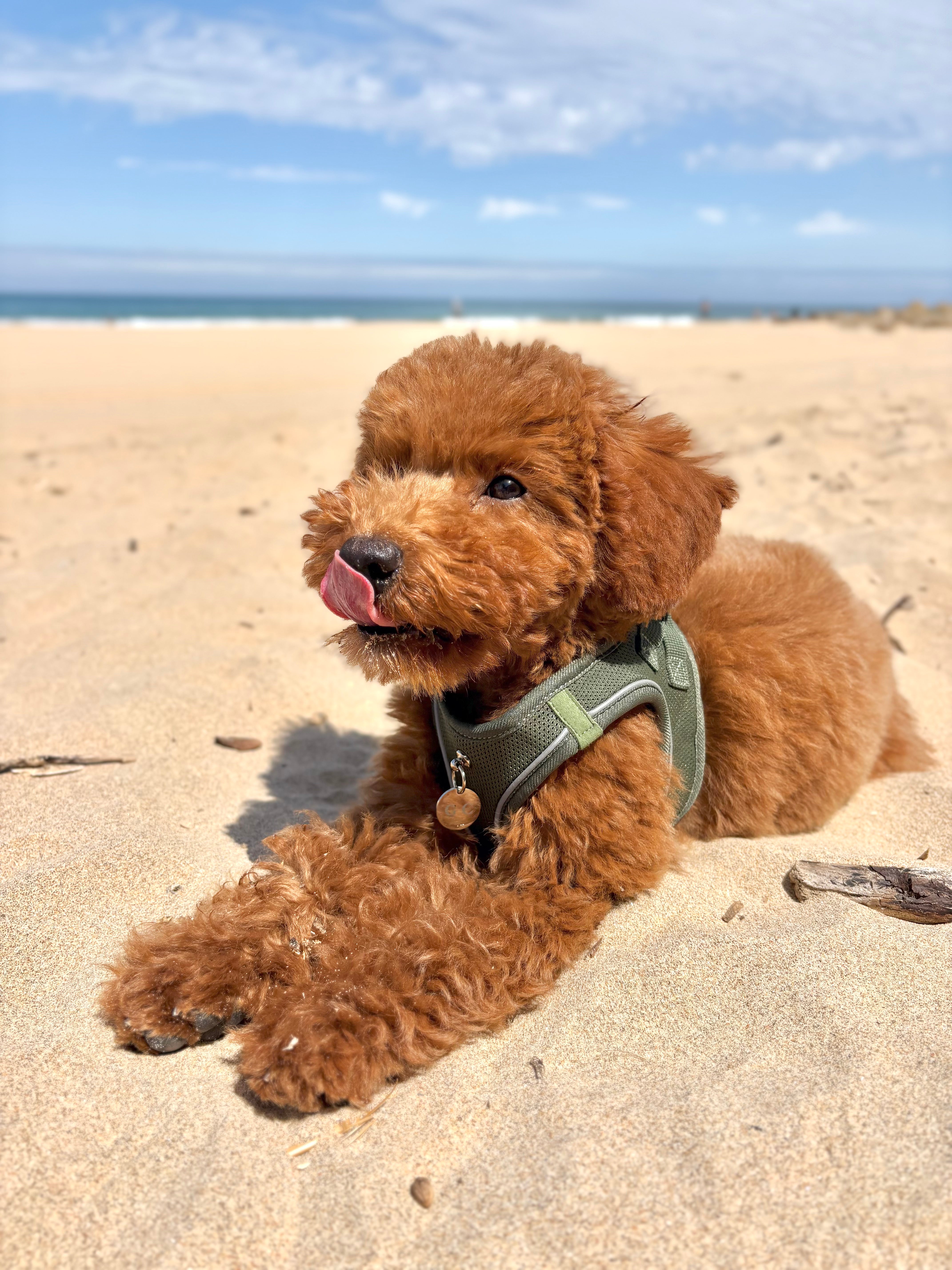 Arnés Transpirable - Golden Cooper