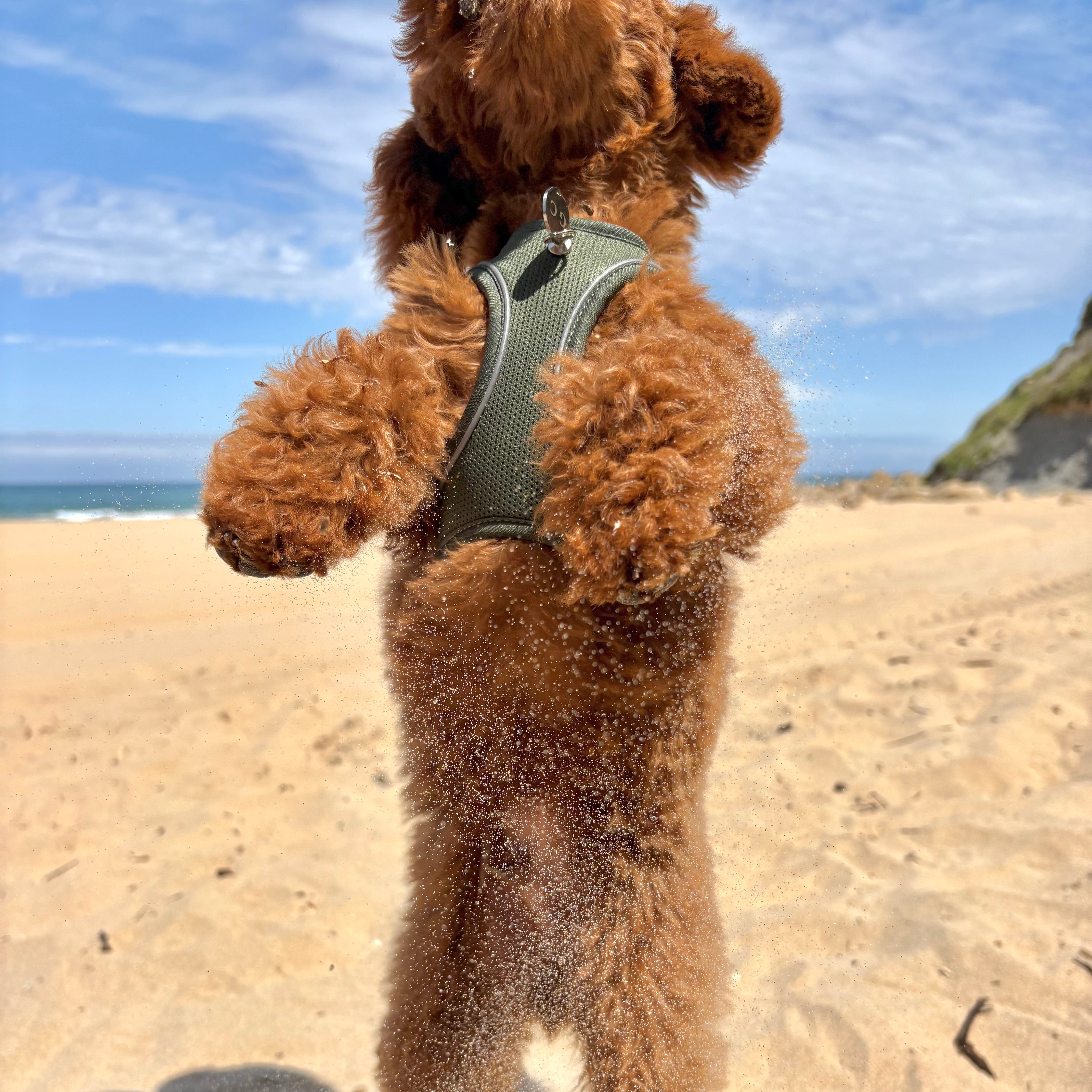 Arnés Transpirable - Golden Cooper