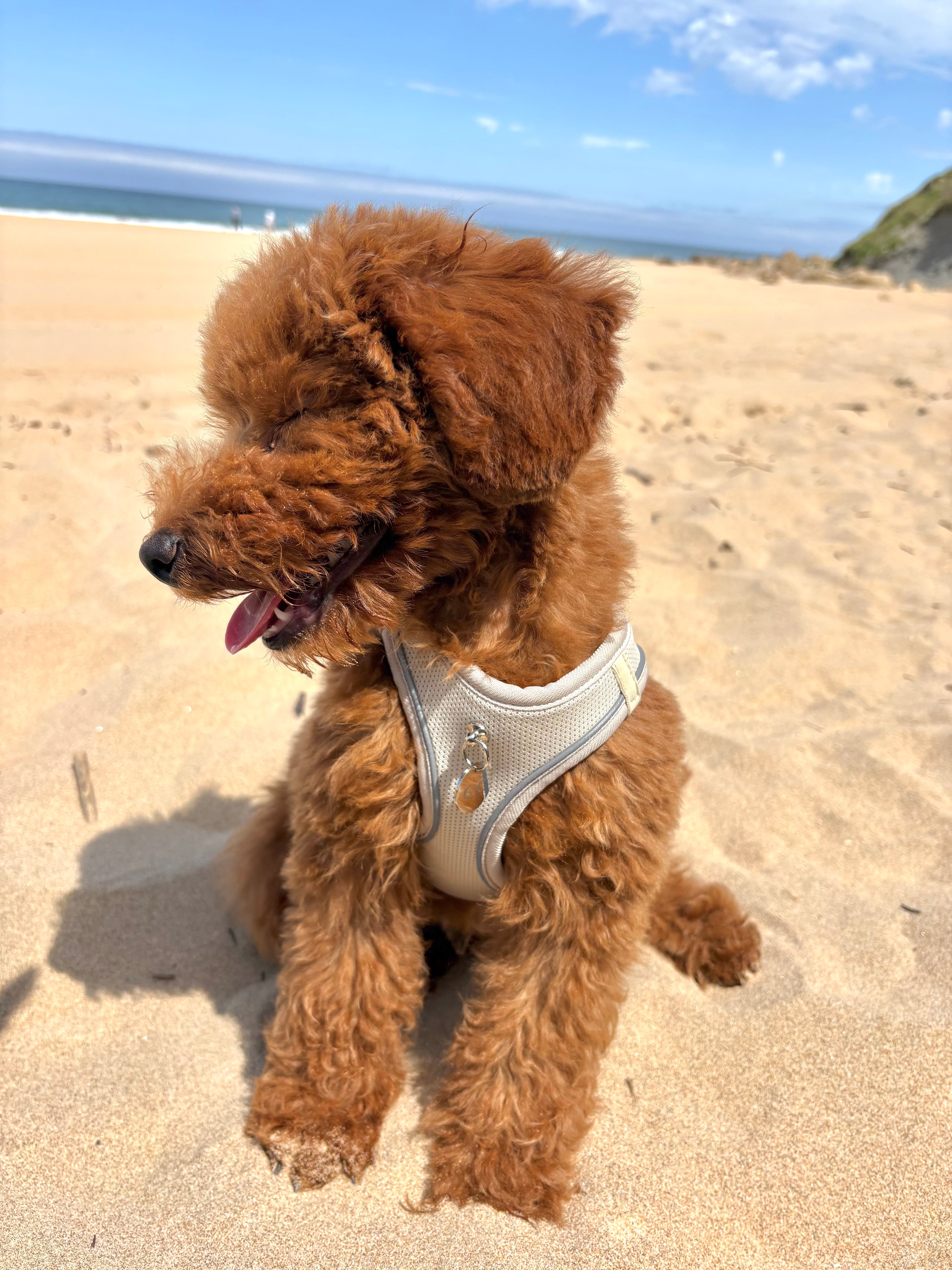 Arnés Transpirable - Golden Cooper