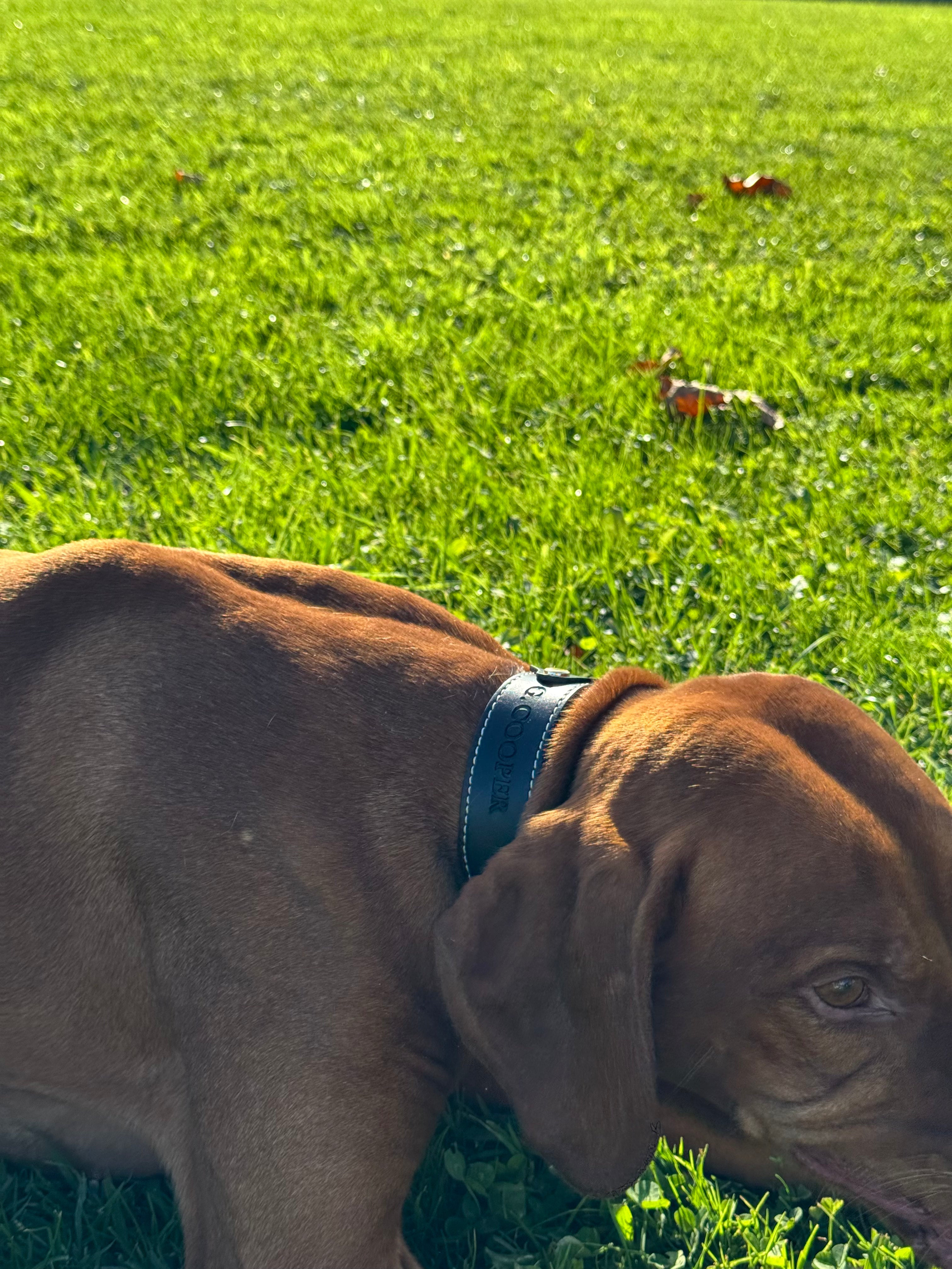 Collar negro Airtag - Golden Cooper