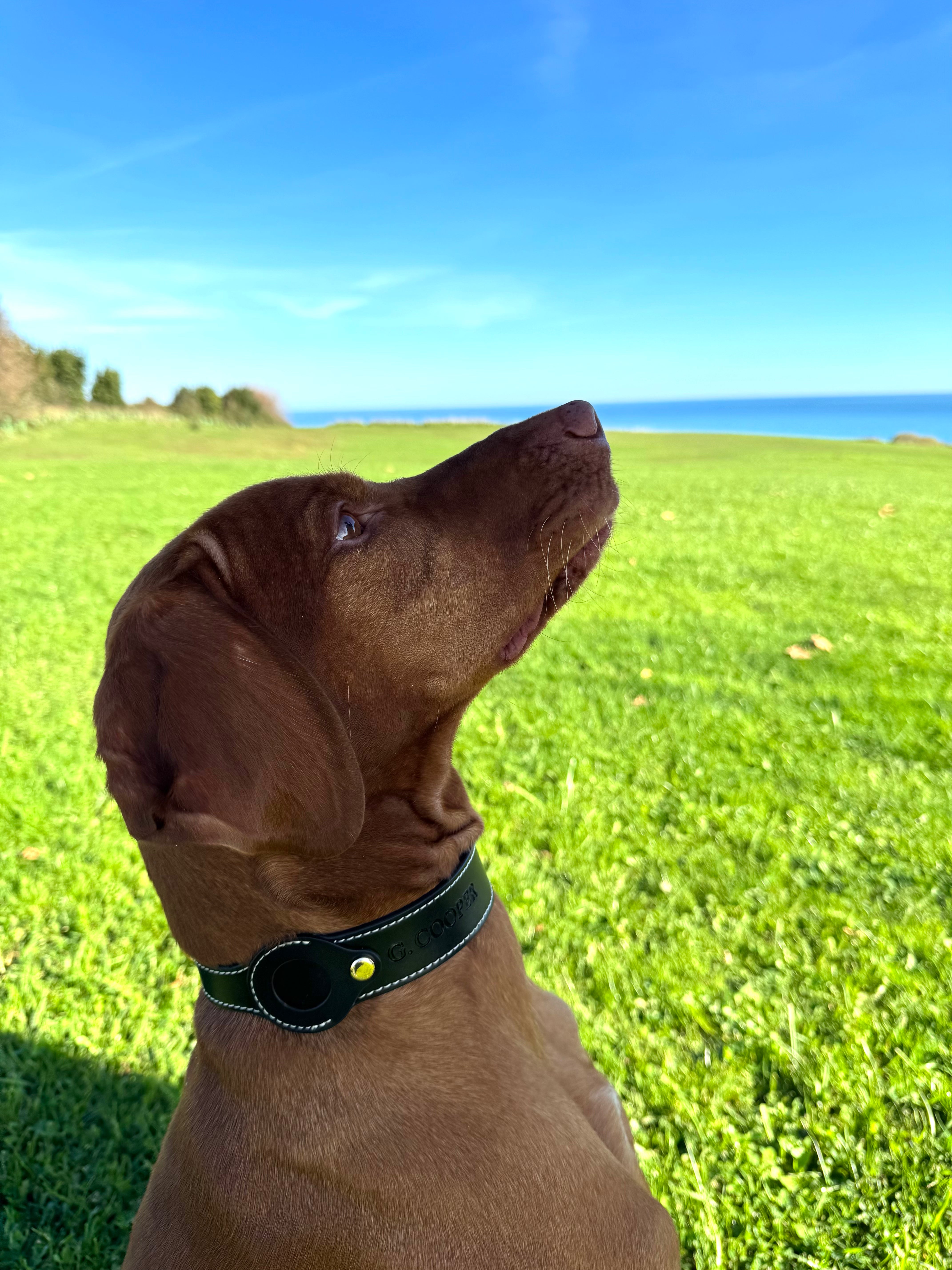 Collar negro Airtag - Golden Cooper
