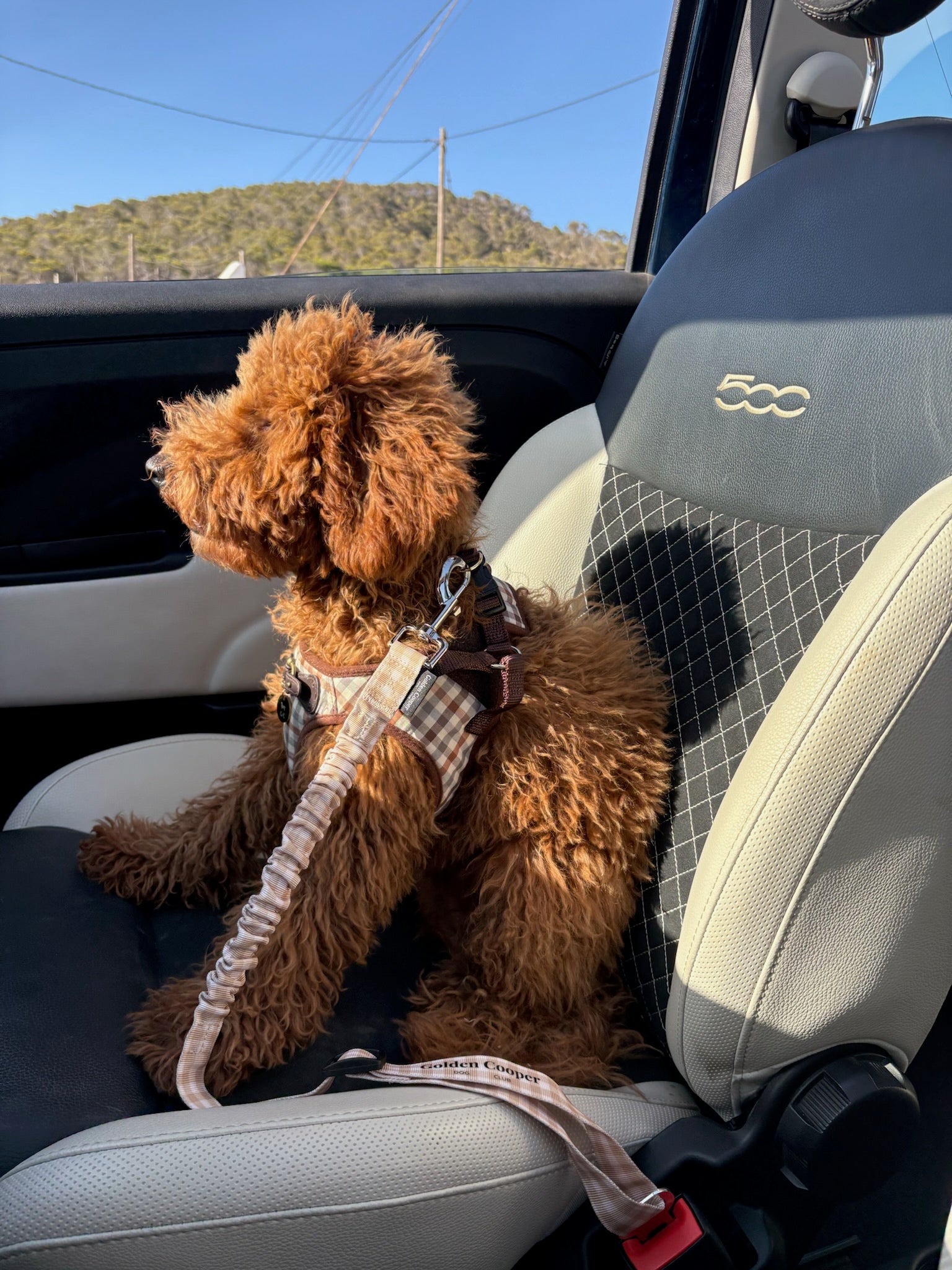 Cinturón Golden Pro - Golden Cooper