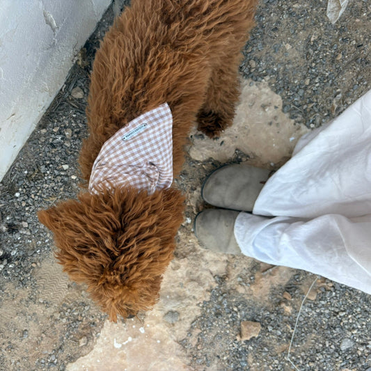 Bandanas Illetas - Golden Cooper