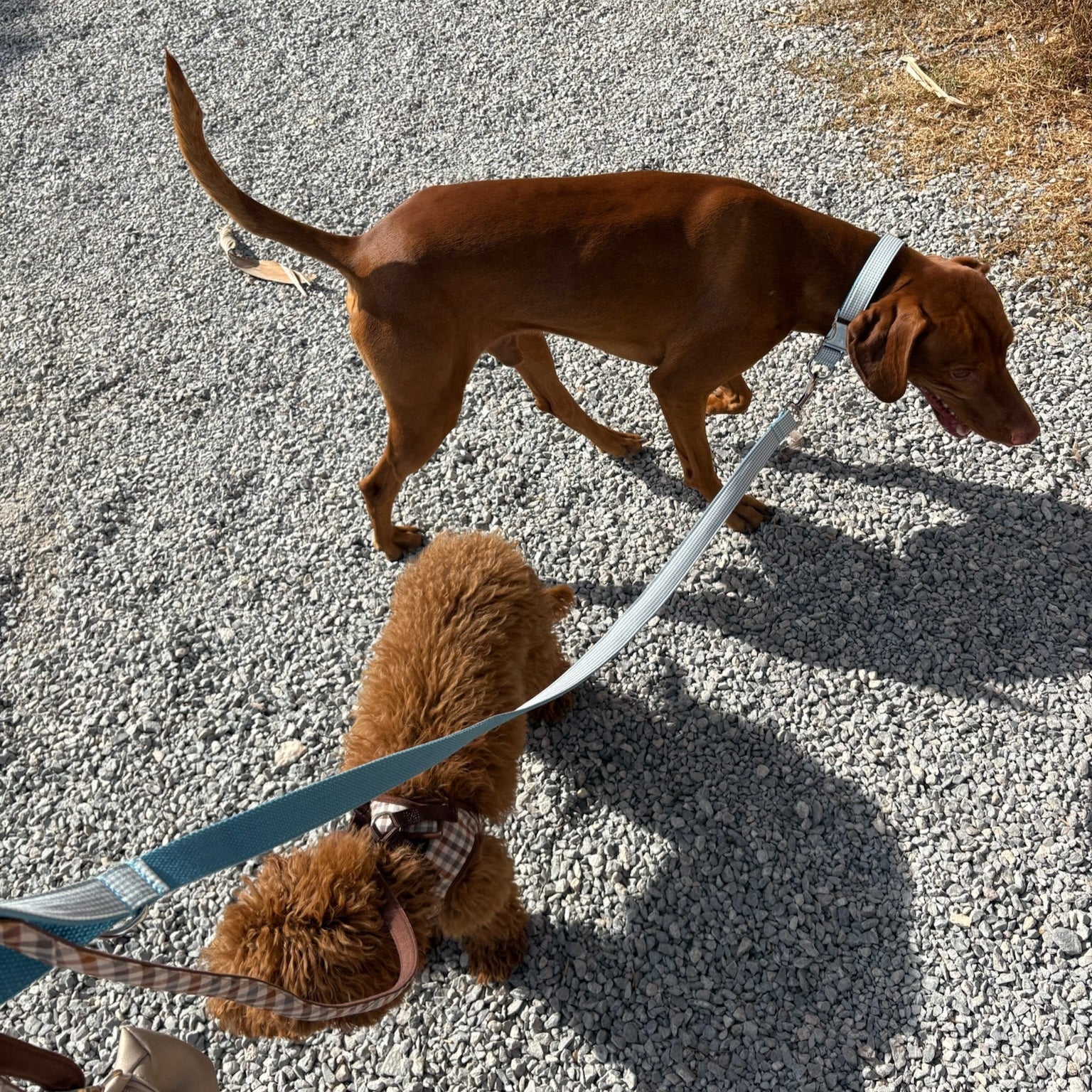 Collar Dalt Vila - Golden Cooper