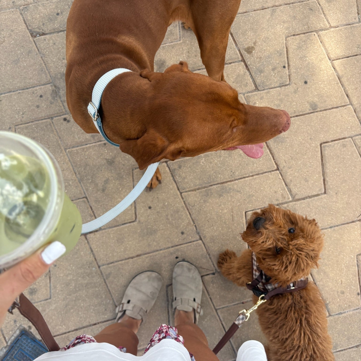 Collar Dalt Vila - Golden Cooper