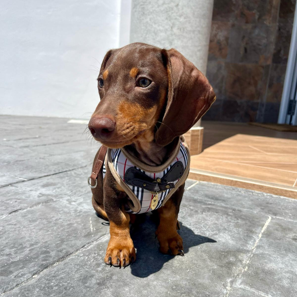 Arnés Milán - Golden Cooper