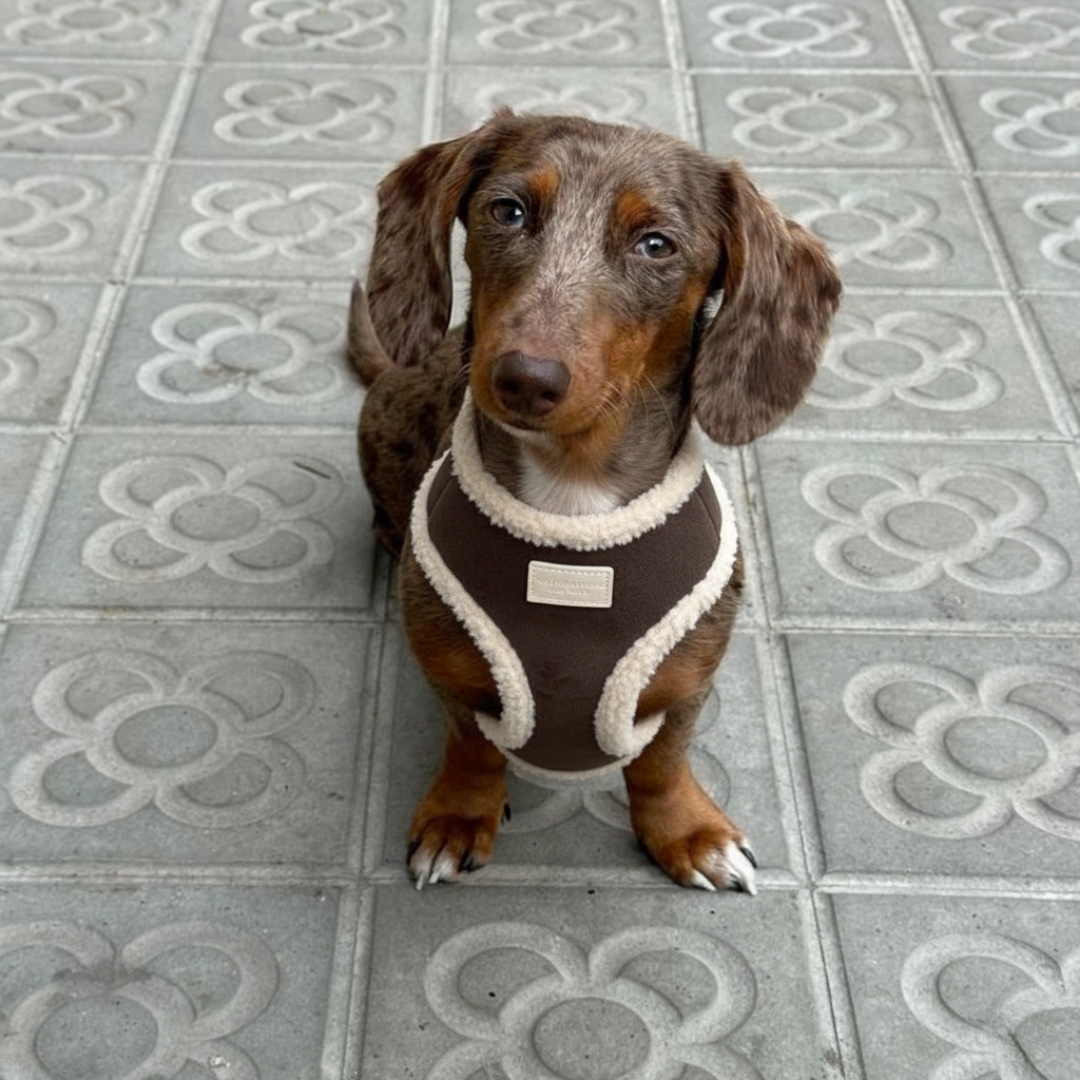 Arnés Borrego con correa - Golden Cooper